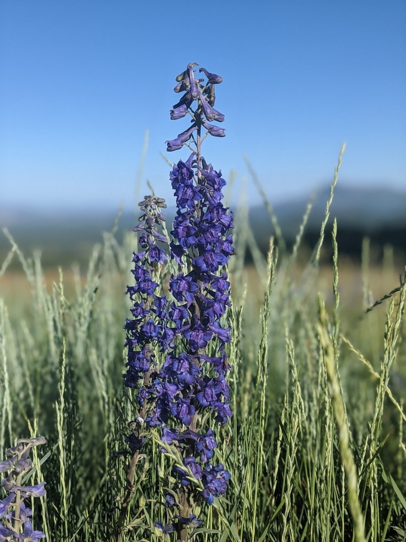 Clark Valley Larkspur photo 3