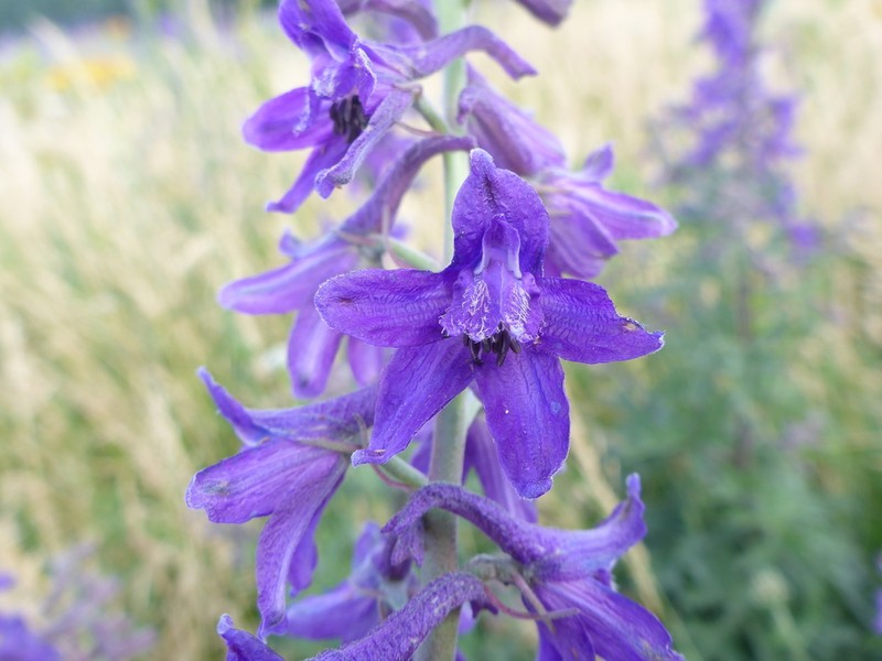 Clark Valley Larkspur photo 4