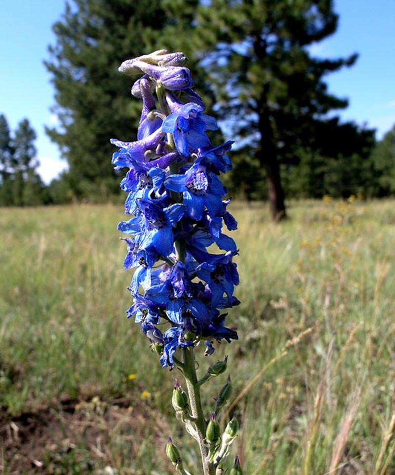 Clark Valley Larkspur photo 5