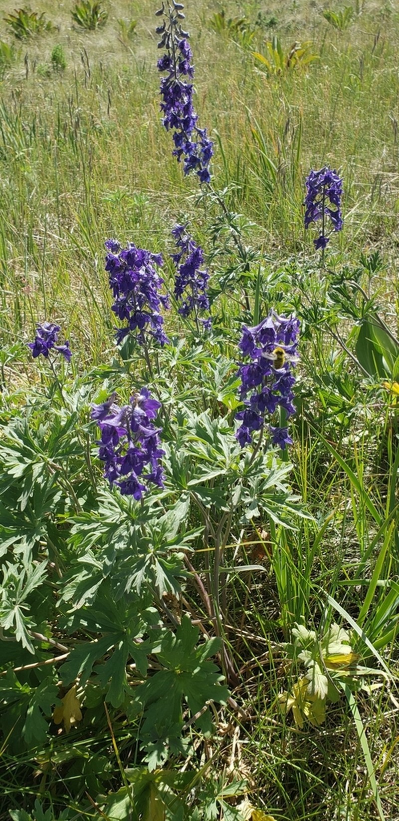 Clark Valley Larkspur photo 6