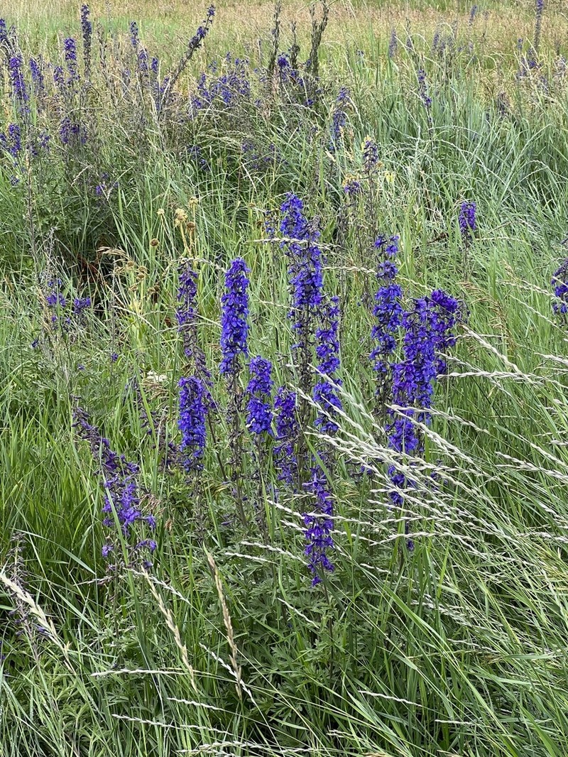 Clark Valley Larkspur photo 7