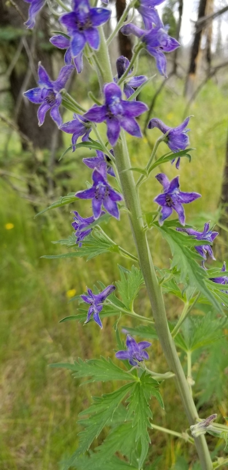 Clark Valley Larkspur photo 8