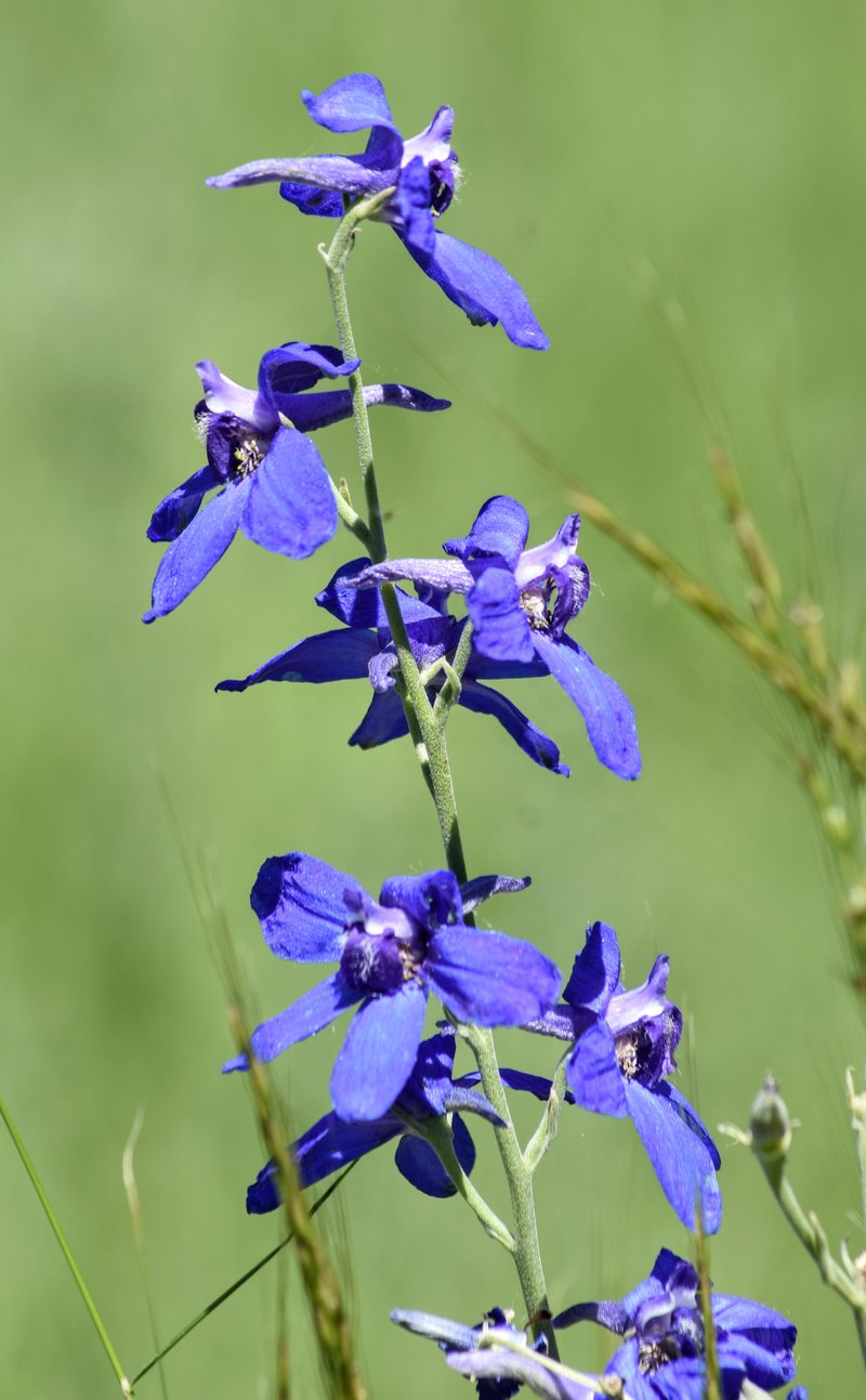 Geyer's Larkspur