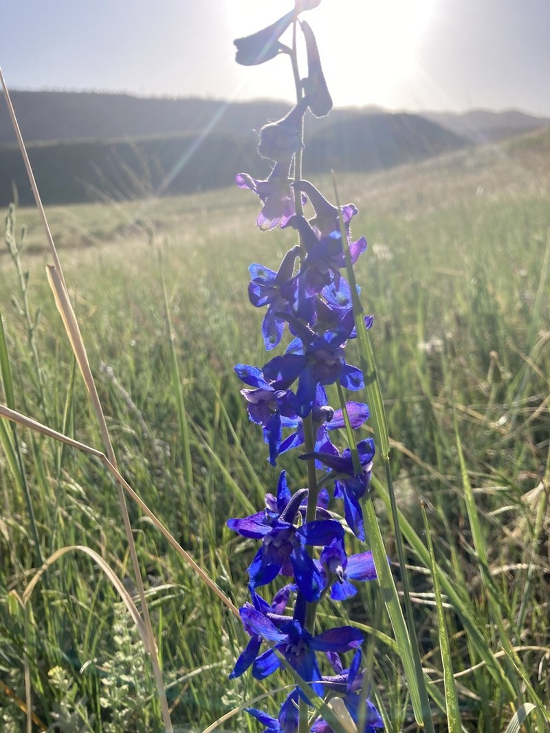 Geyer's Larkspur