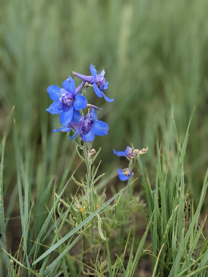 Geyer's Larkspur photo 2