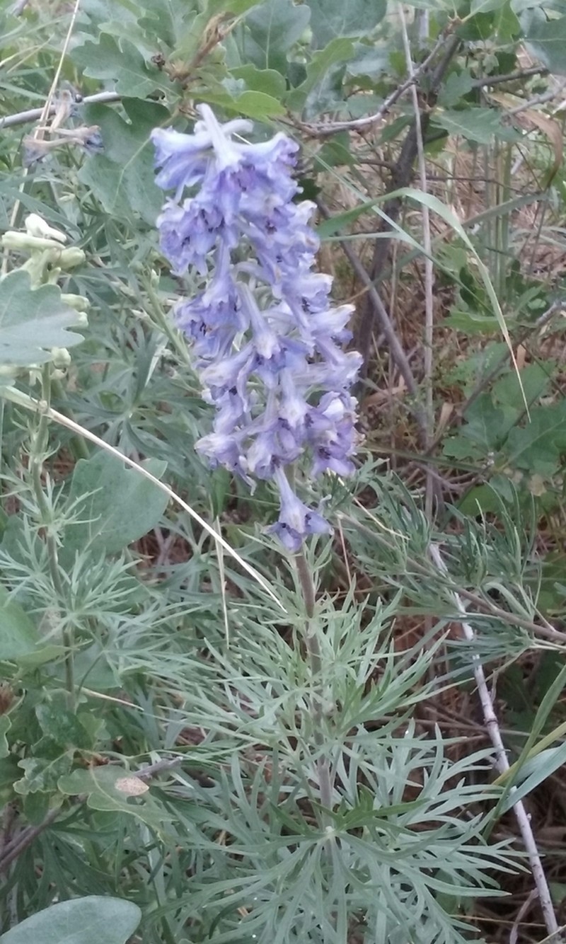 Geyer's Larkspur photo 3