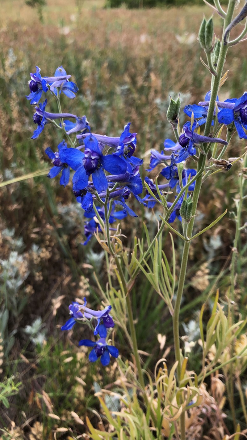Geyer's Larkspur photo 4