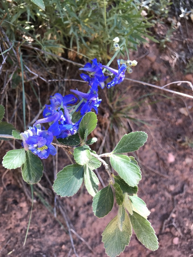 Geyer's Larkspur photo 5