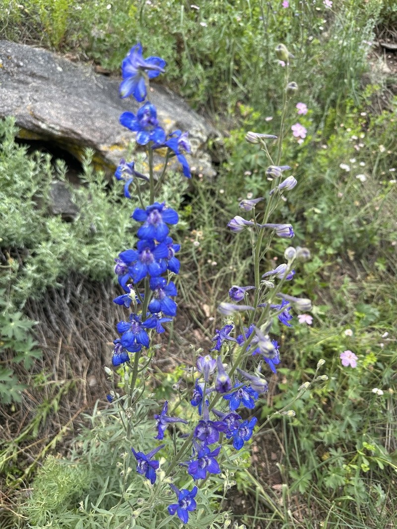 Geyer's Larkspur photo 6