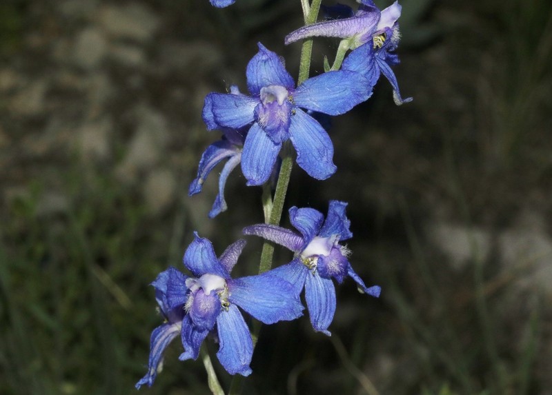 Geyer's Larkspur photo 7