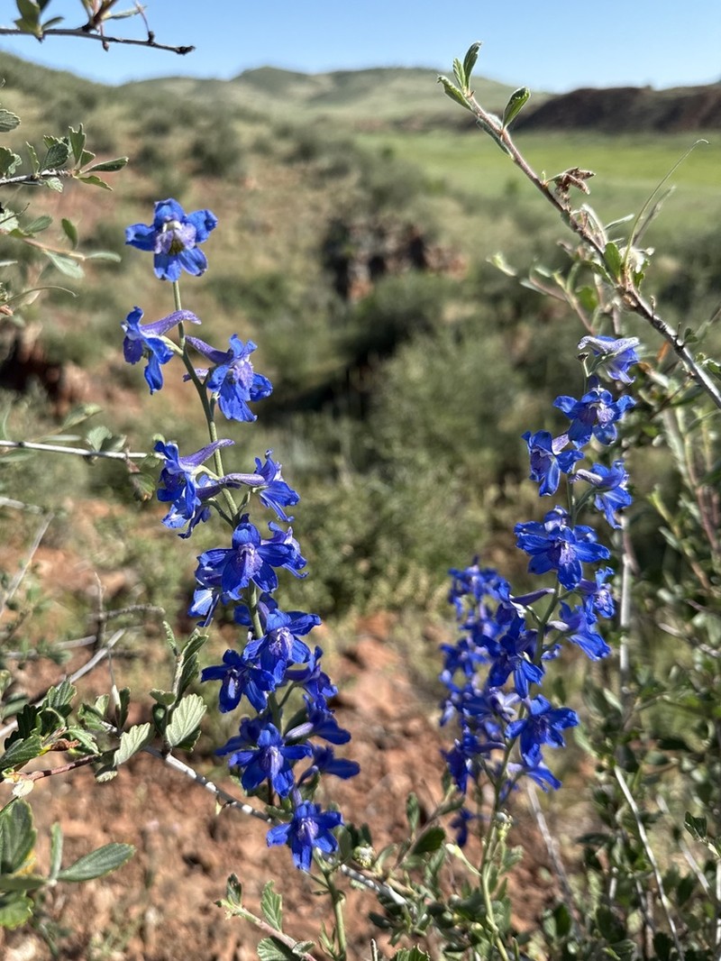 Geyer's Larkspur photo 8