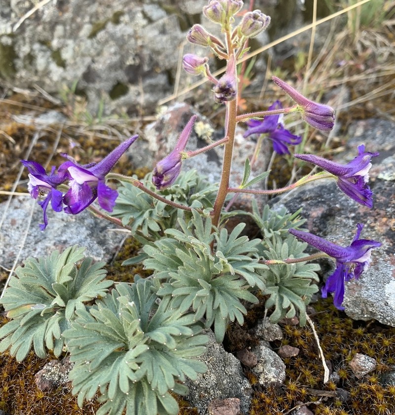 Olympic Larkspur