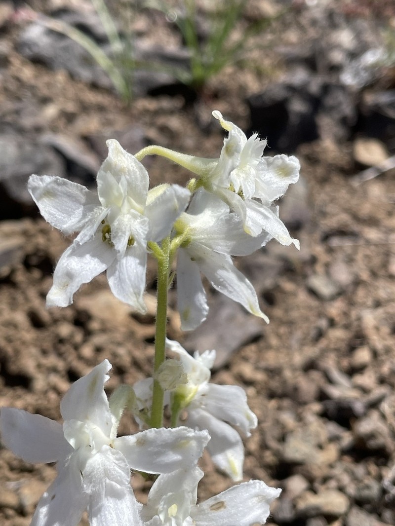 Olympic Larkspur photo 2