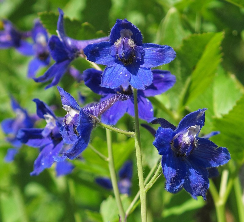 Olympic Larkspur photo 3