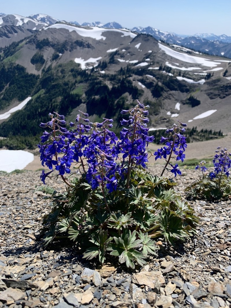 Olympic Larkspur photo 4