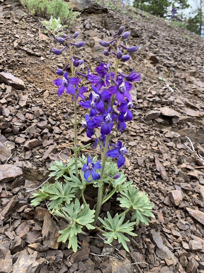 Olympic Larkspur photo 5