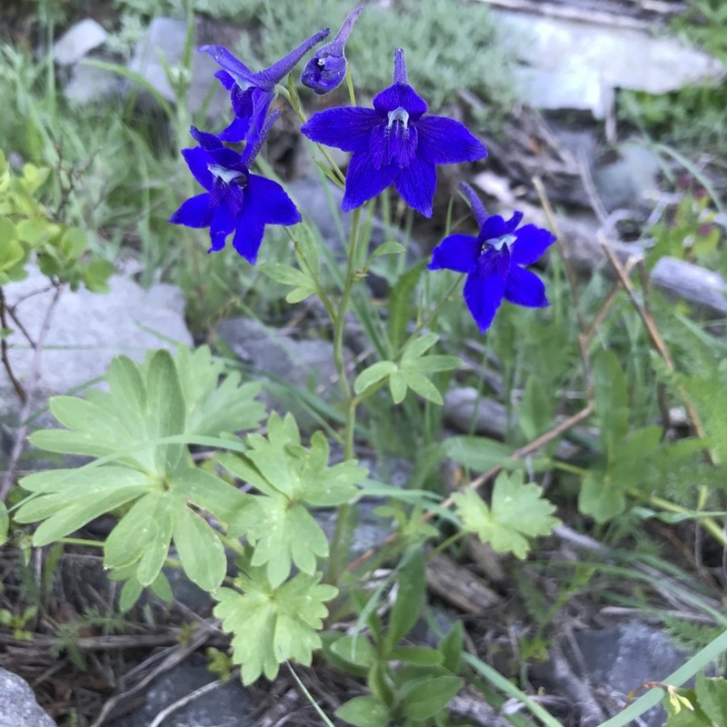 Olympic Larkspur photo 6