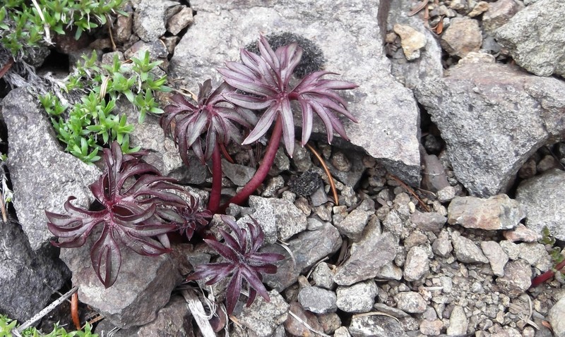 Olympic Larkspur photo 7