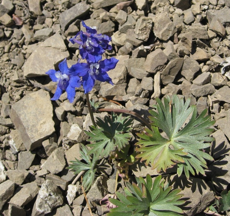 Olympic Larkspur photo 8