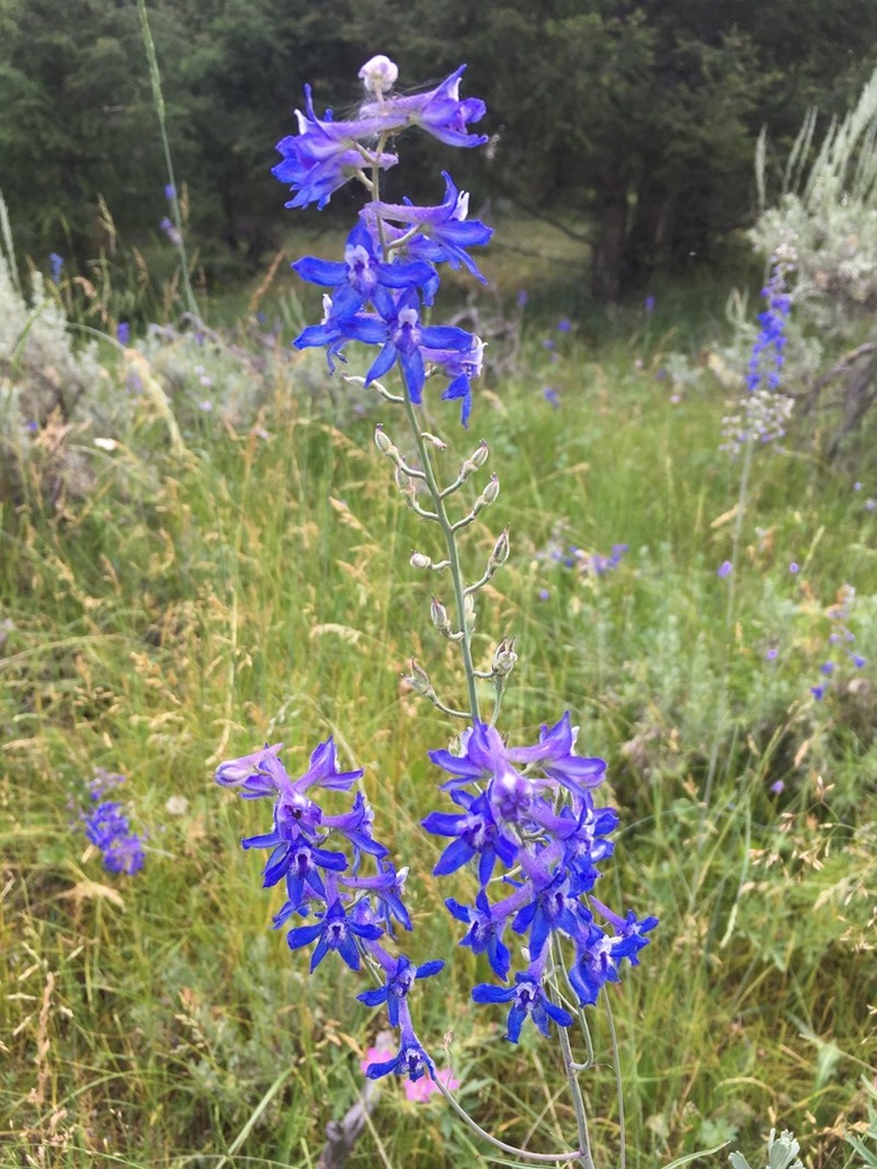 Smooth Larkspur