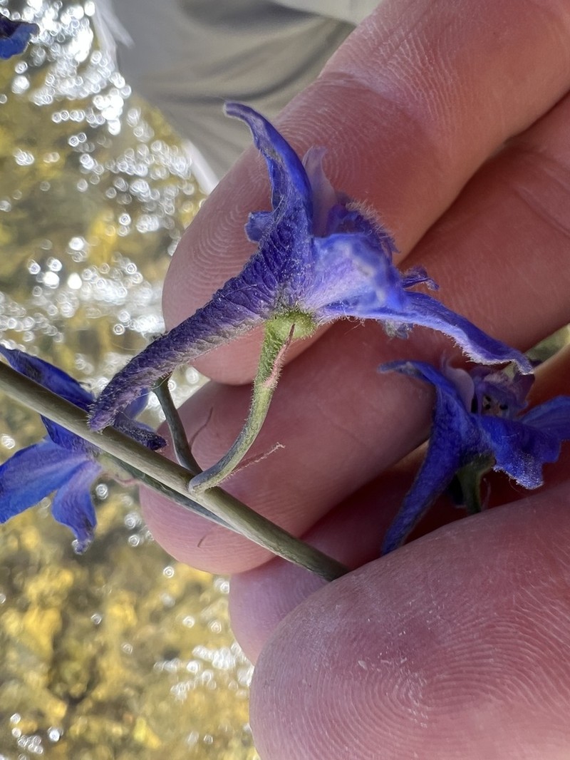 Smooth Larkspur photo 2