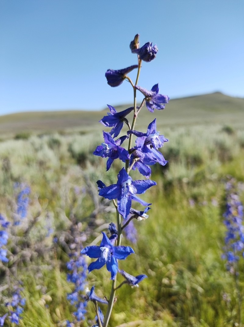Smooth Larkspur photo 3