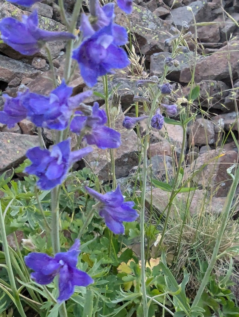 Smooth Larkspur photo 4