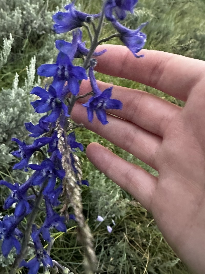 Smooth Larkspur photo 5