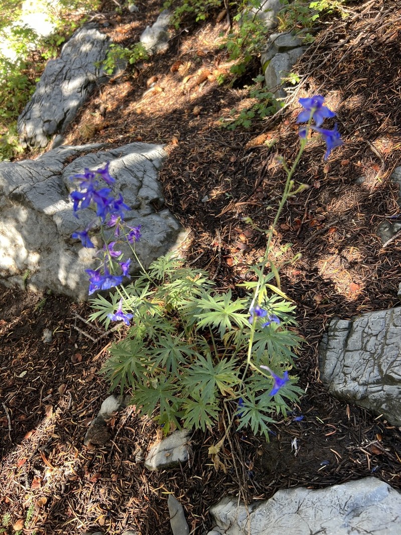 Smooth Larkspur photo 6