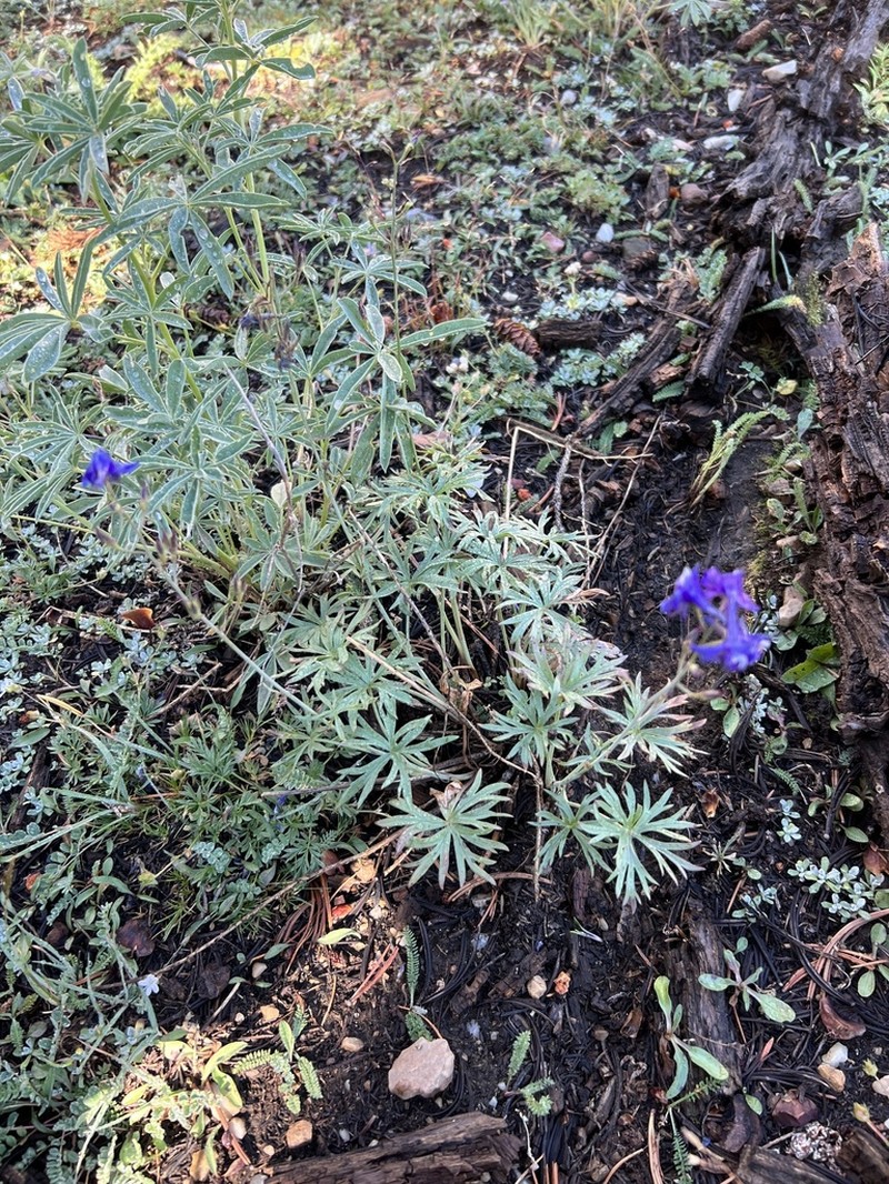 Smooth Larkspur photo 7