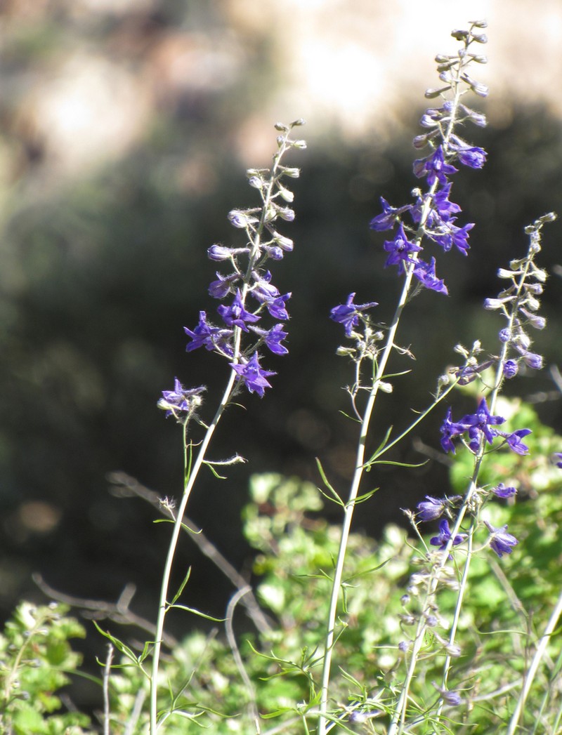 Smooth Larkspur photo 8