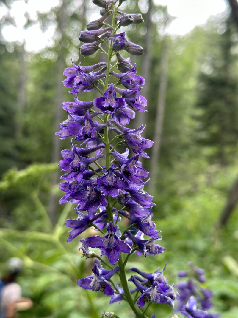 Sierra Larkspur