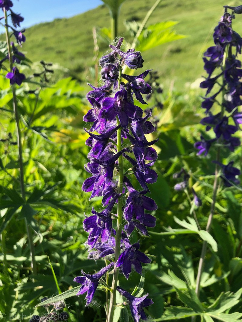 Sierra Larkspur