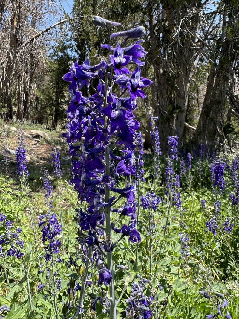 Sierra Larkspur photo 2