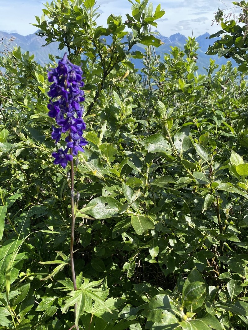 Sierra Larkspur photo 3