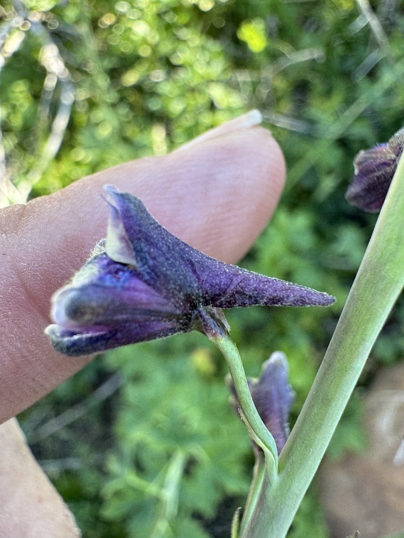 Sierra Larkspur photo 4