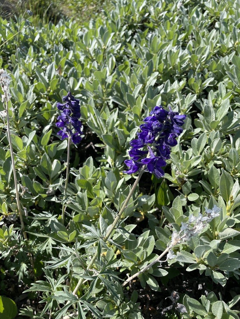 Sierra Larkspur photo 5