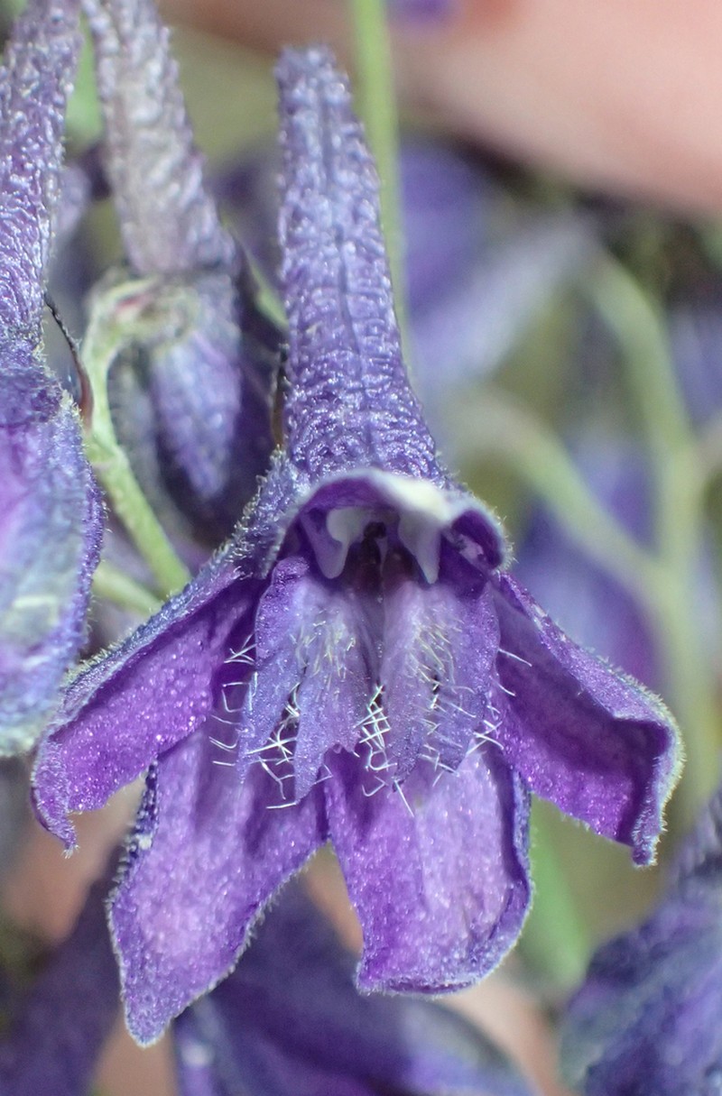 Sierra Larkspur photo 6