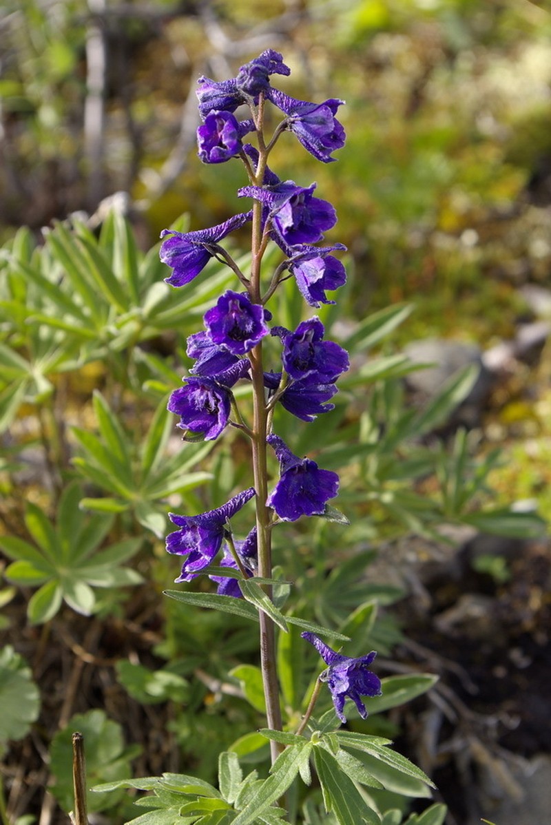 Sierra Larkspur photo 7
