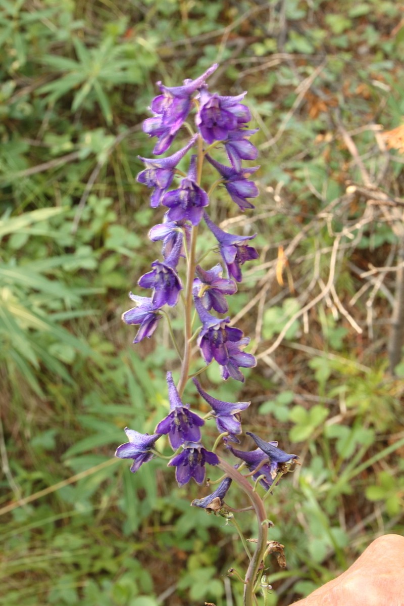 Sierra Larkspur photo 8