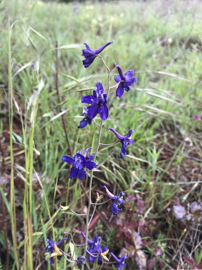 Pine Forest Larkspur