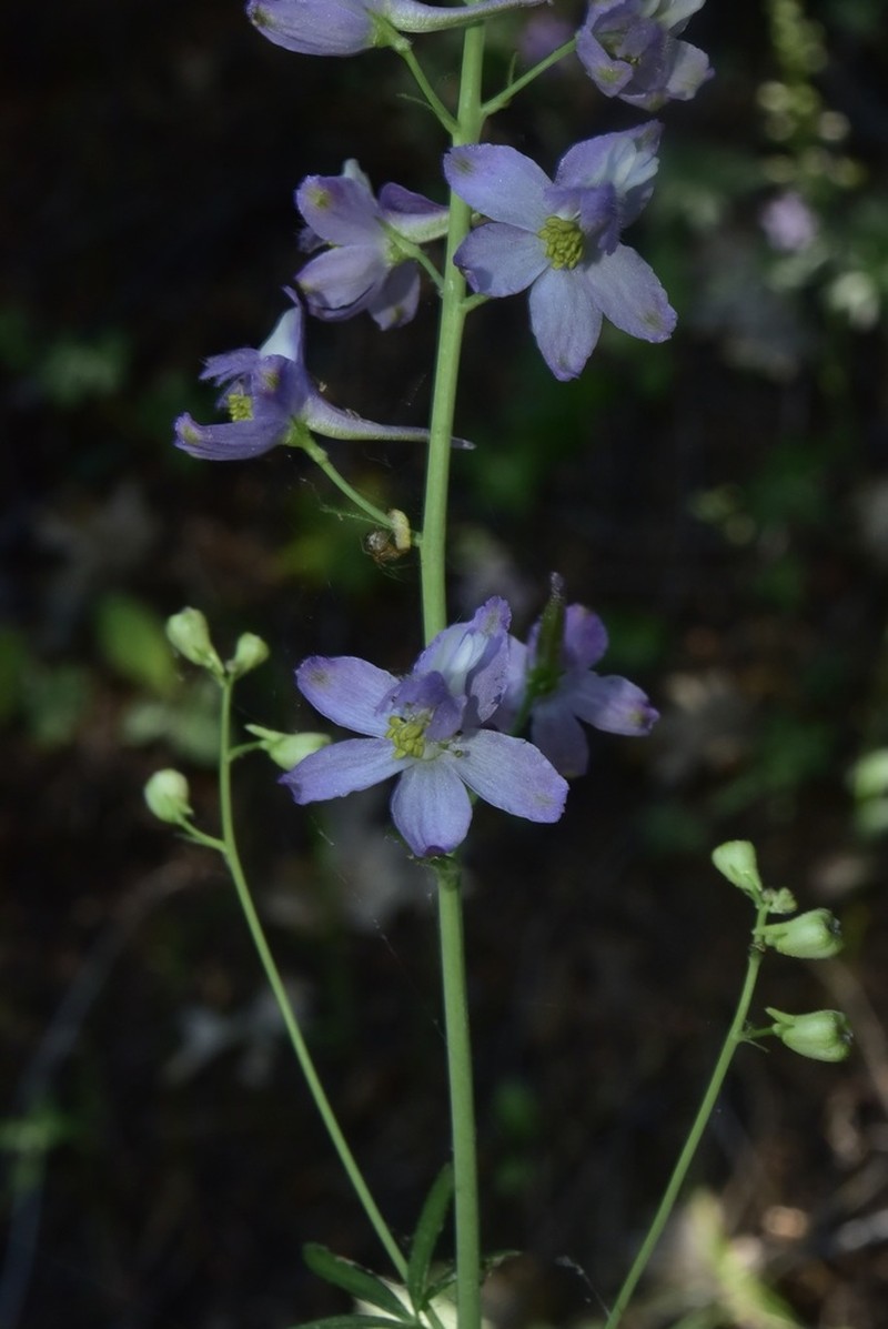 Pine Forest Larkspur photo 2
