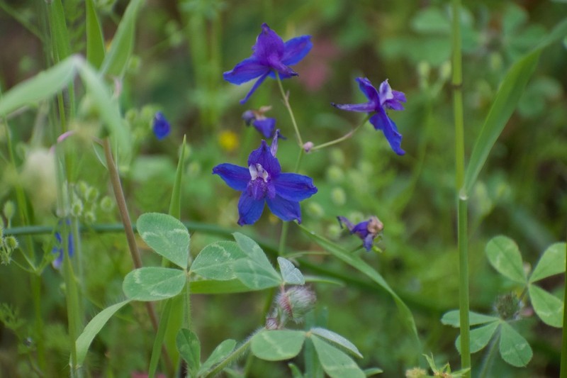 Pine Forest Larkspur photo 3