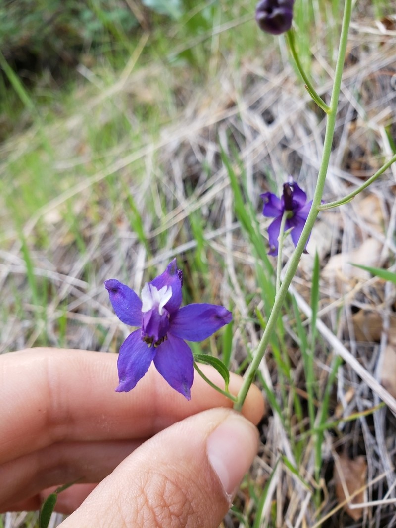 Pine Forest Larkspur photo 4