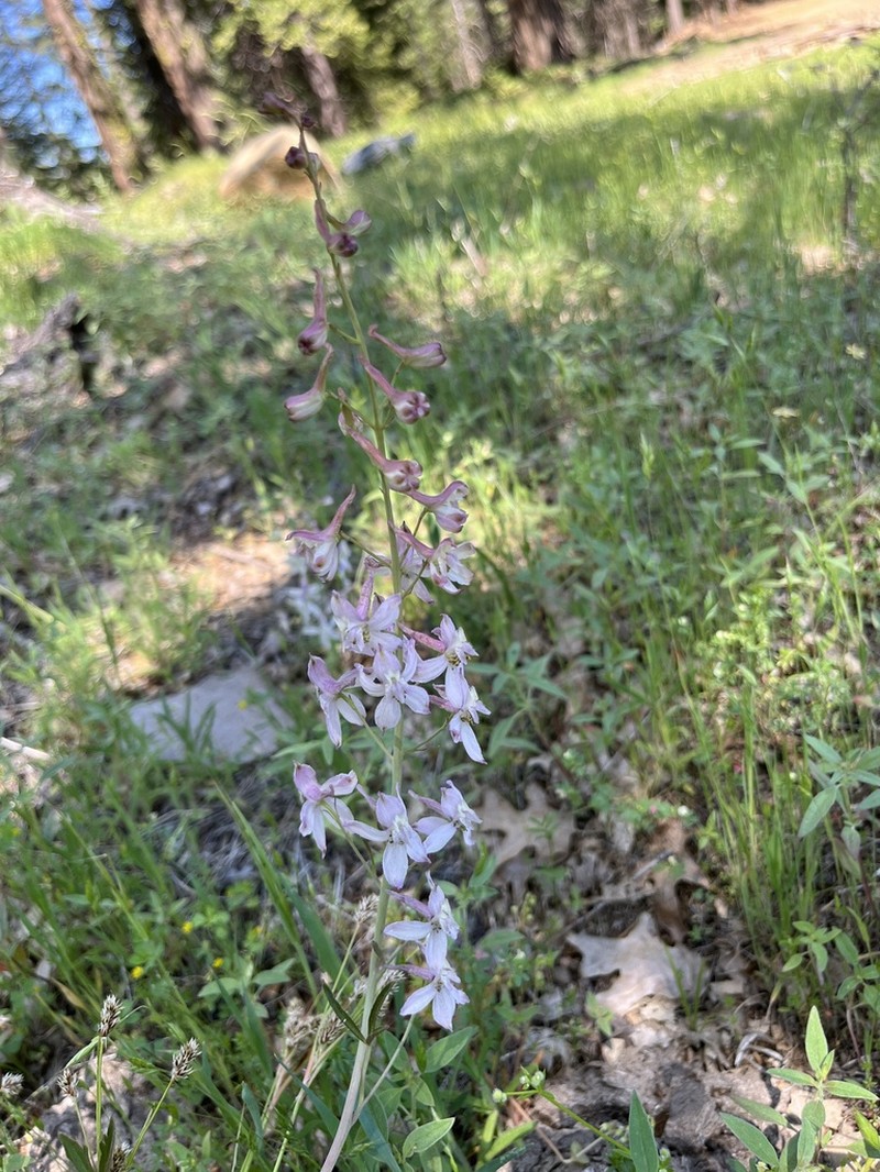 Pine Forest Larkspur photo 5