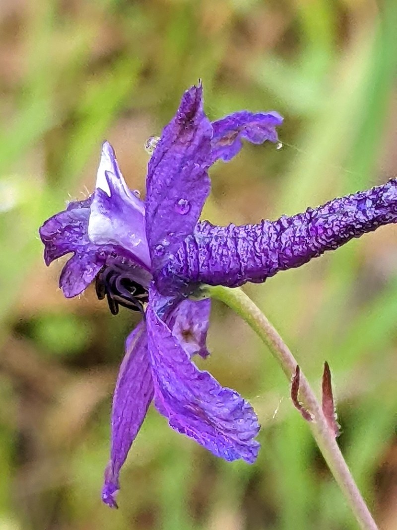 Pine Forest Larkspur photo 6