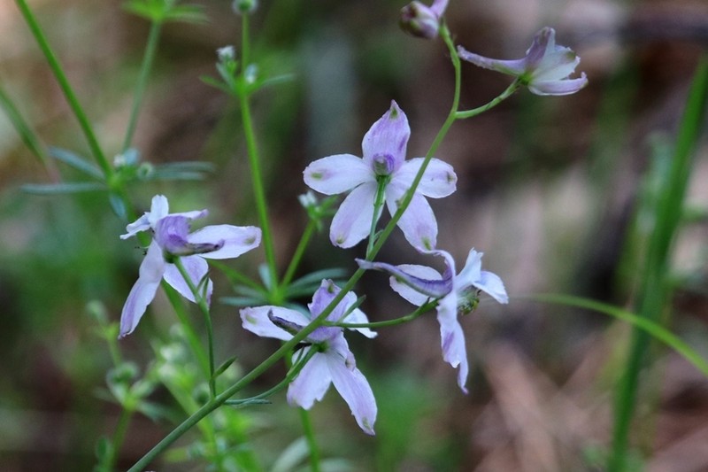 Pine Forest Larkspur photo 7
