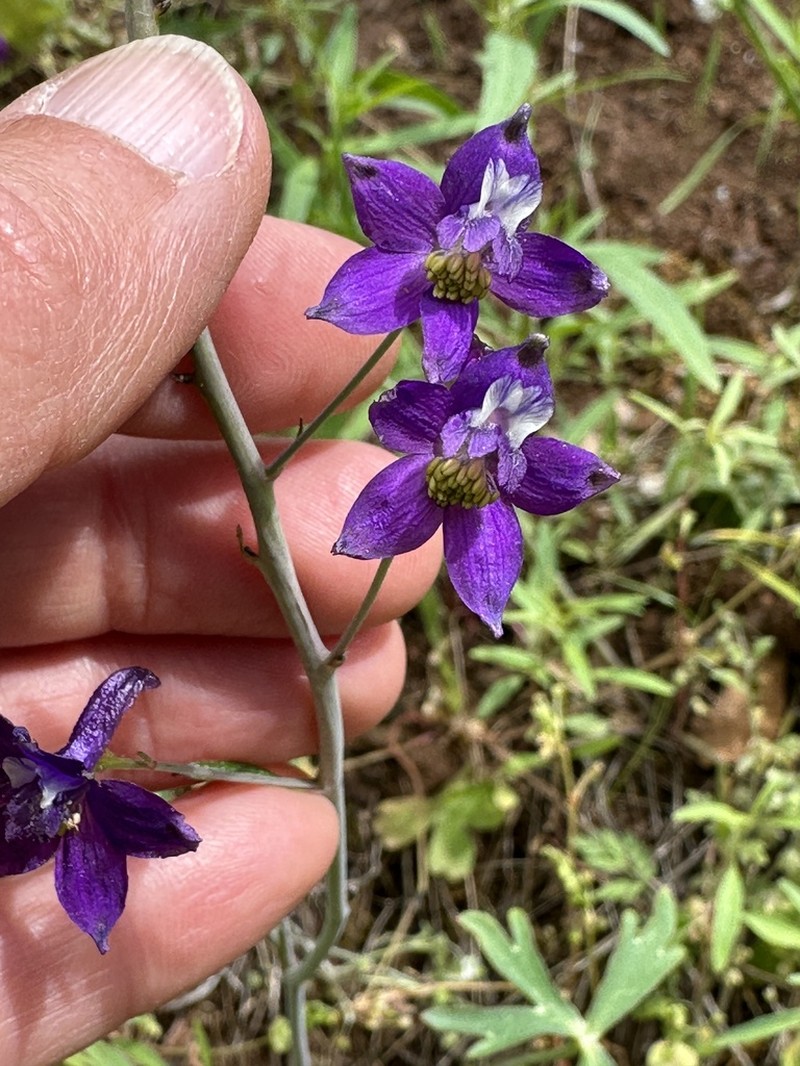 Pine Forest Larkspur photo 8