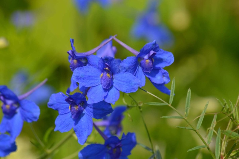 Siberian Larkspur photo 4