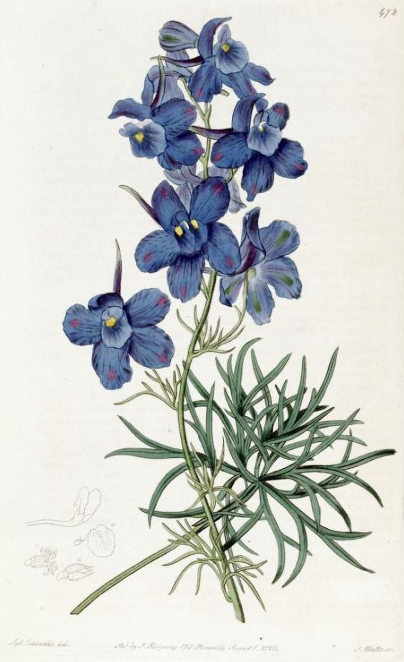 Siberian Larkspur